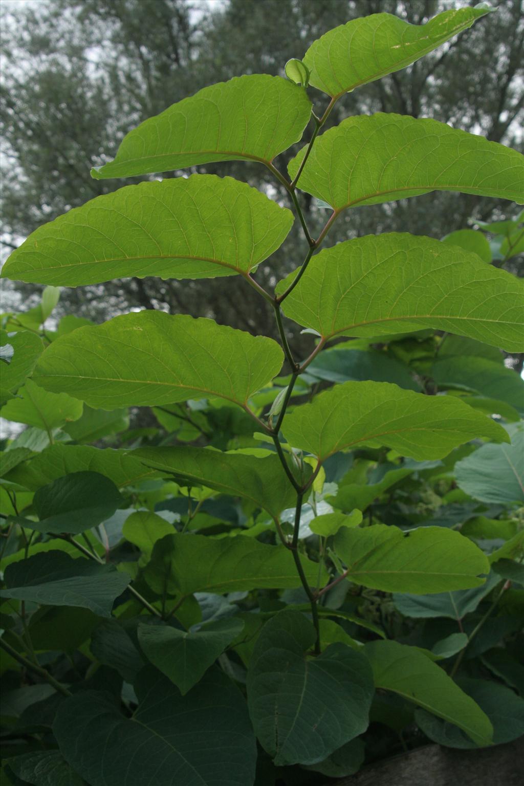 Fallopia sachalinensis (door Willem Braam)