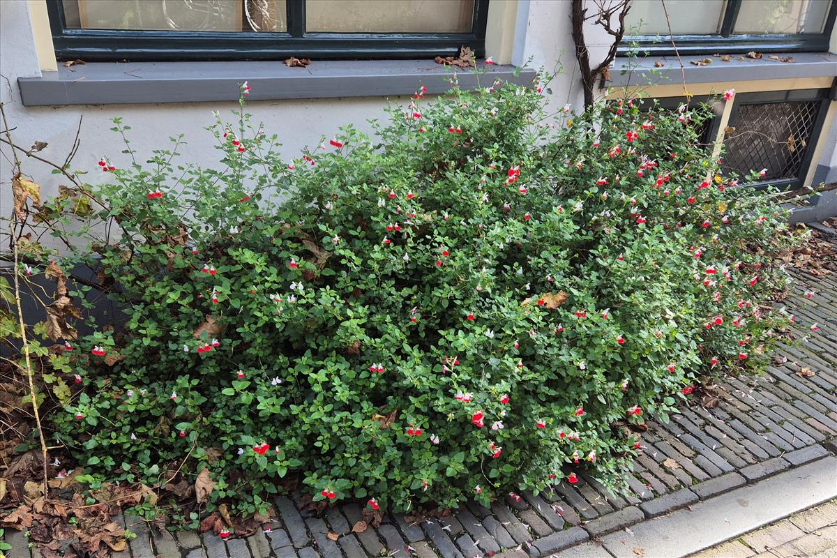 Salvia microphylla (door Willem Braam)