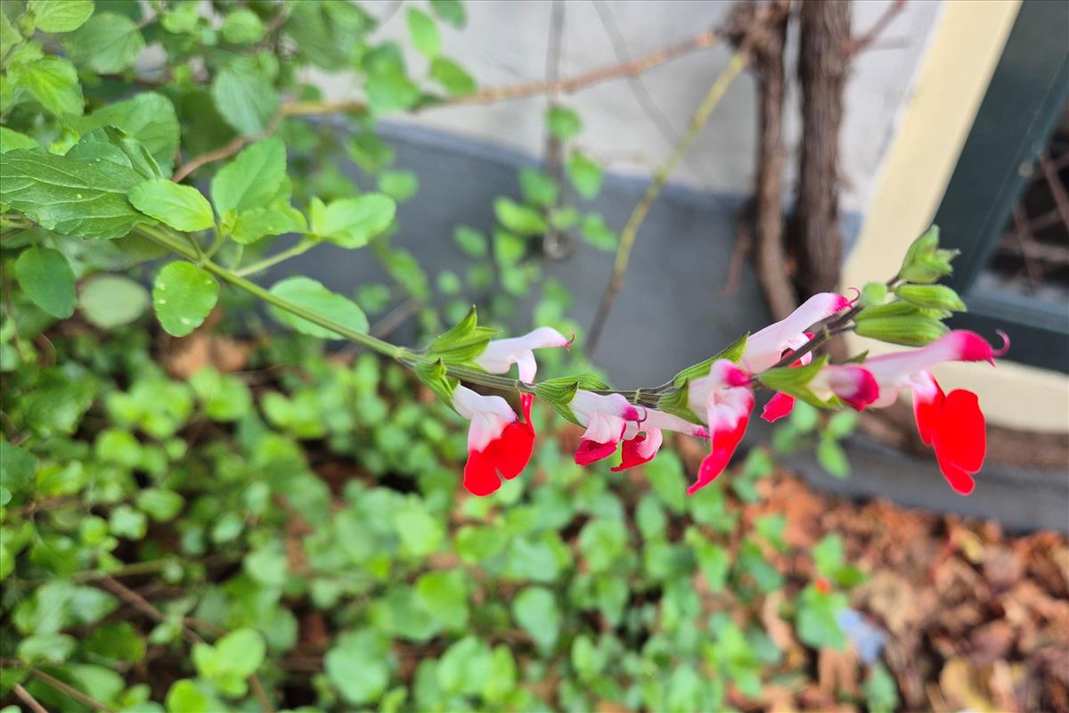 Salvia microphylla (door Willem Braam)