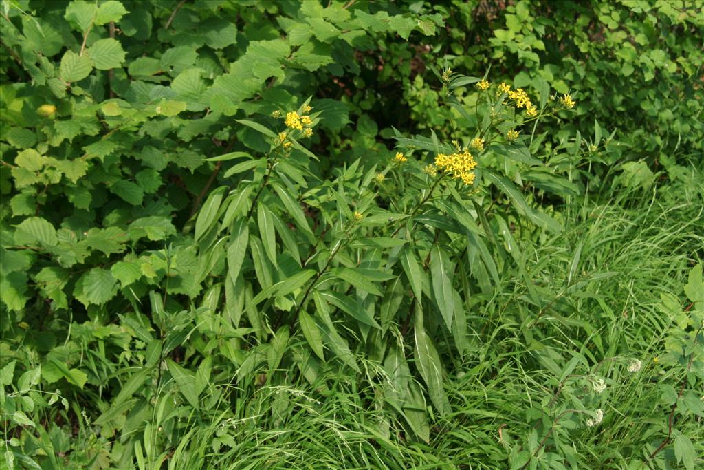 Senecio ovatus (door Willem Braam)