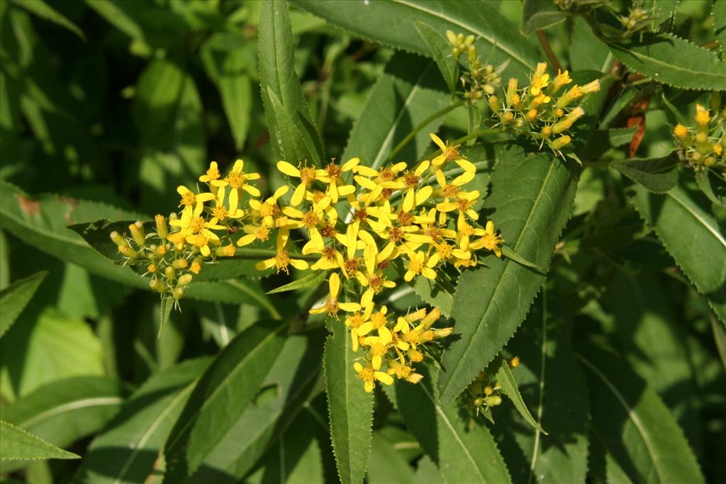 Senecio ovatus (door Willem Braam)