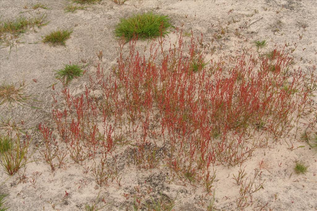 Rumex acetosella (door Willem Braam)