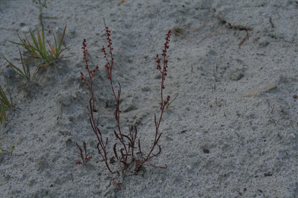 Rumex acetosella (door Willem Braam)