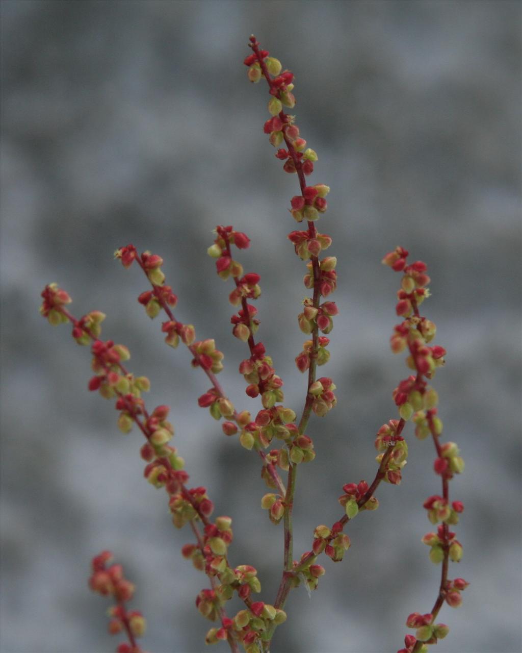 Rumex acetosella (door Willem Braam)