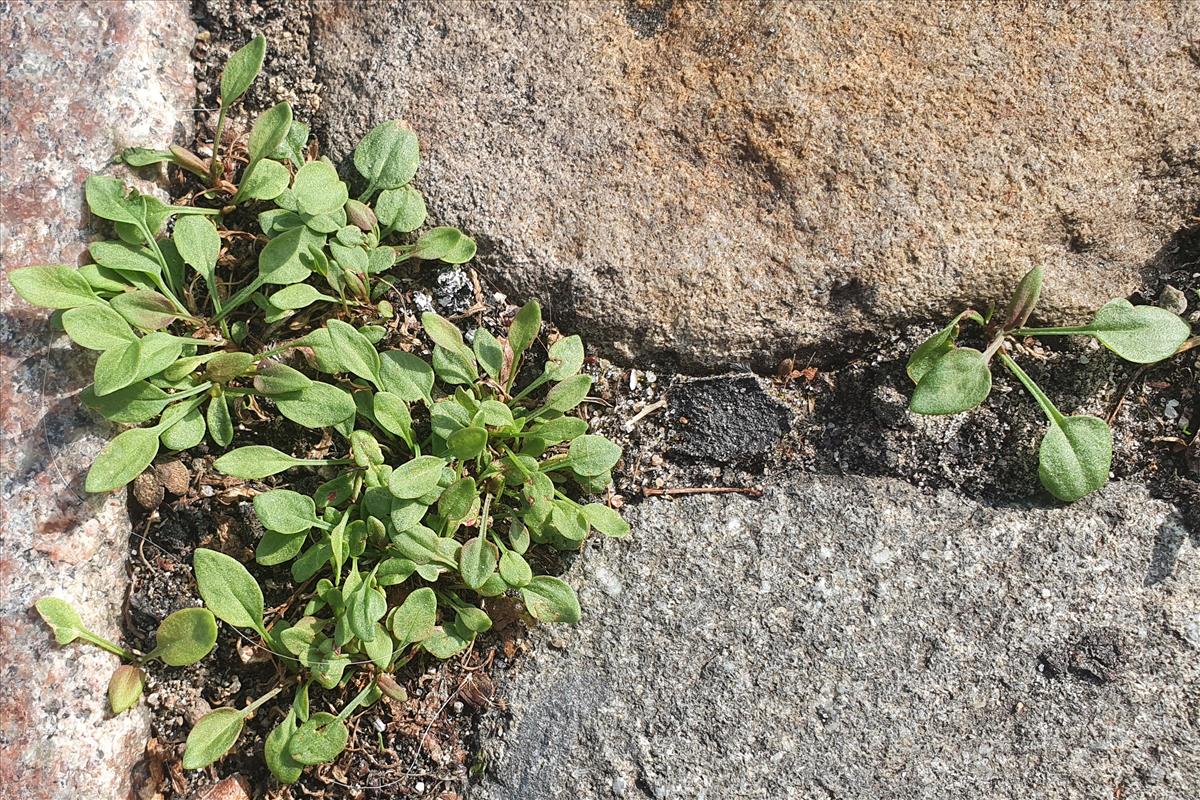 Rumex acetosella (door Willem Braam)