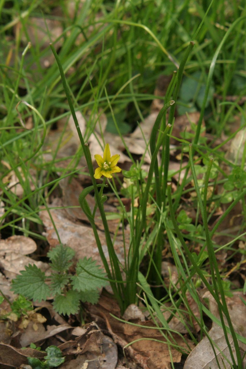 Gagea spathacea (door Willem Braam)