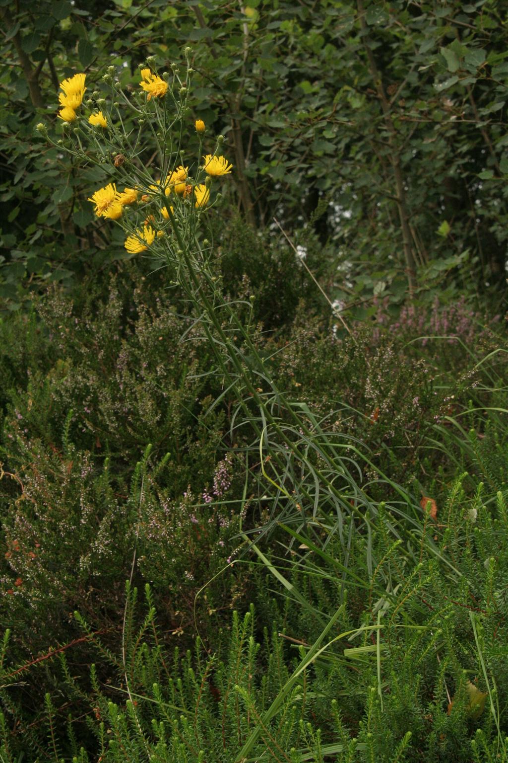 Hieracium sect. Hieracioides (door Willem Braam)