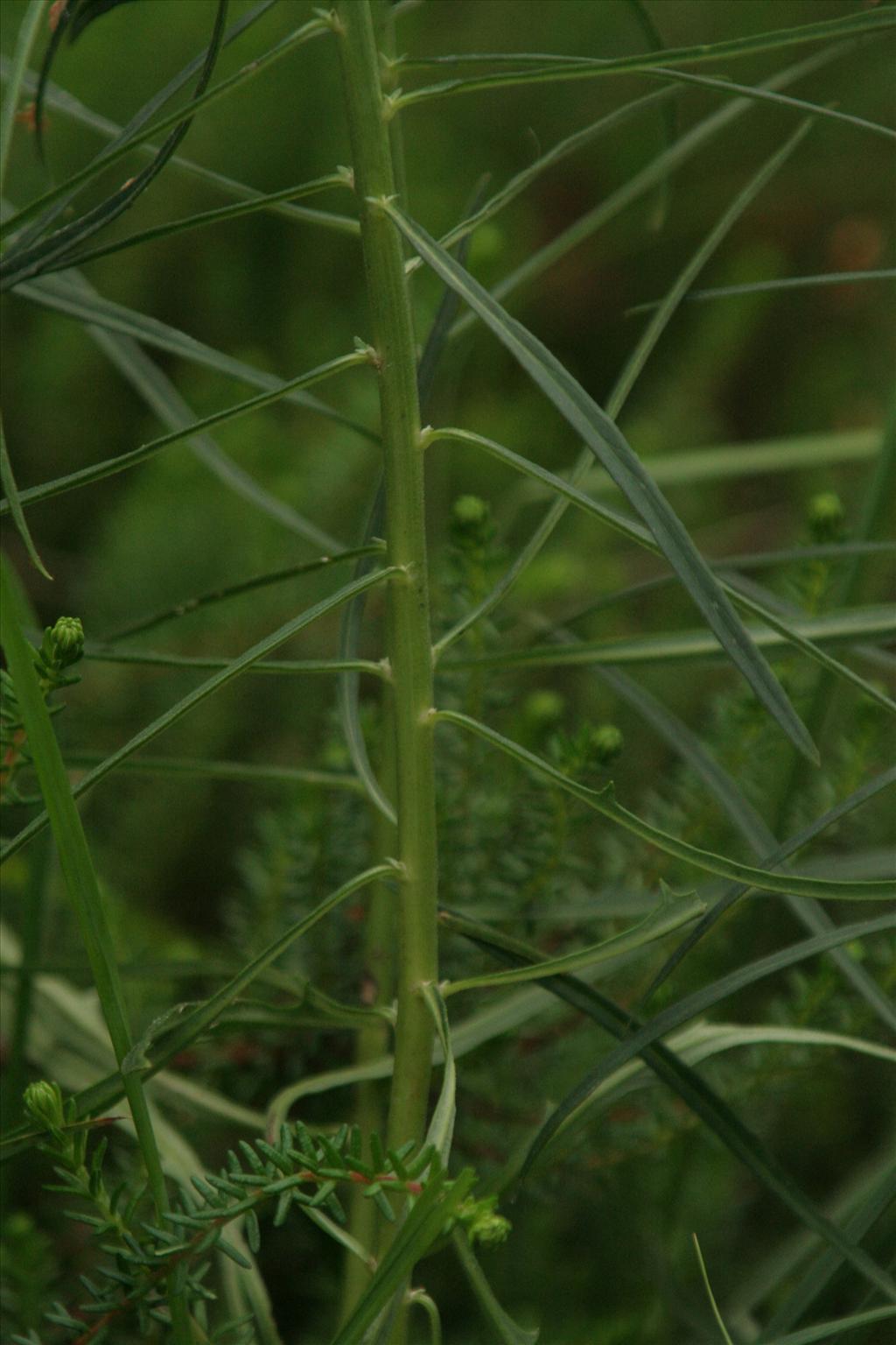 Hieracium sect. Hieracioides (door Willem Braam)