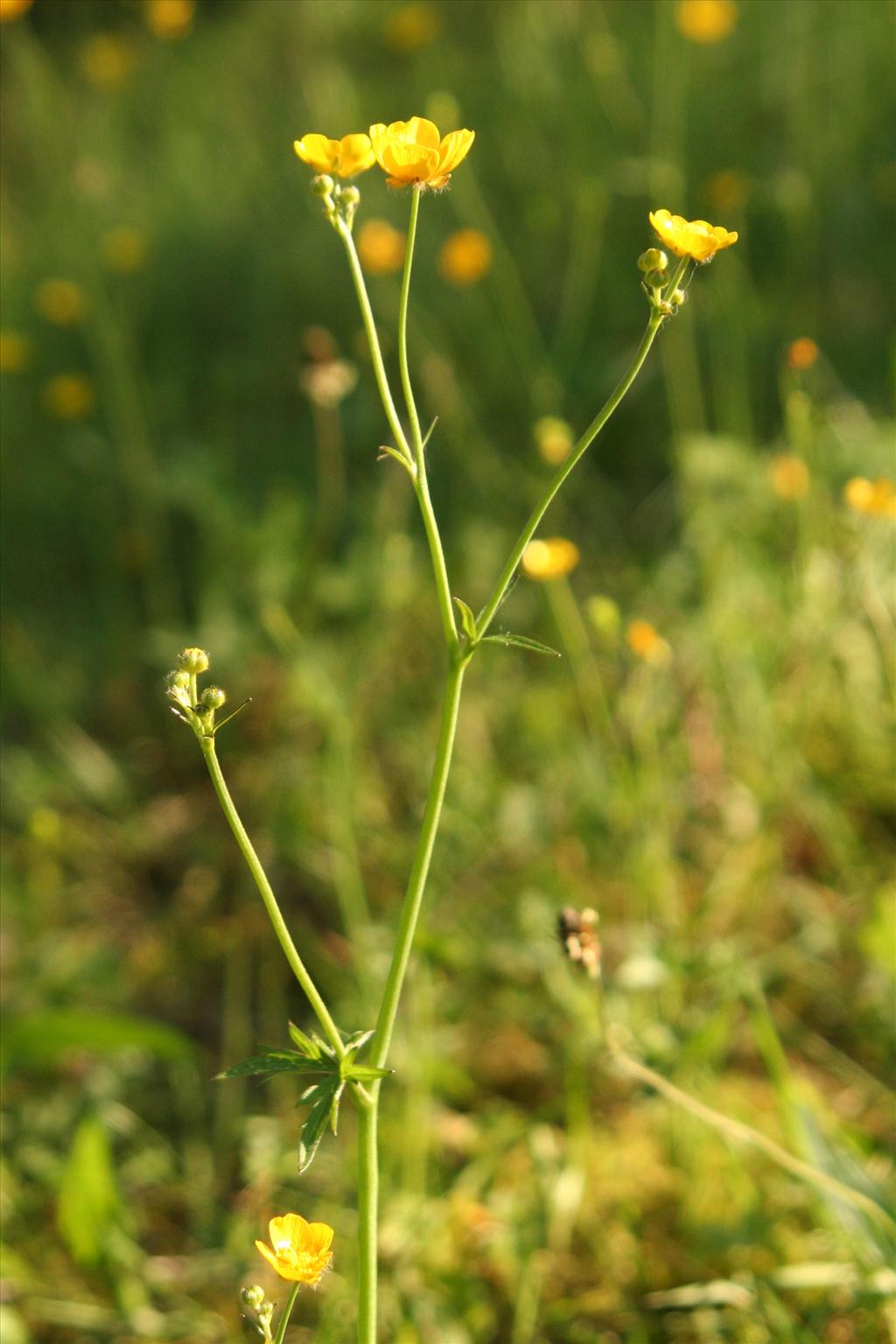 Ranunculus acris (door Willem Braam)