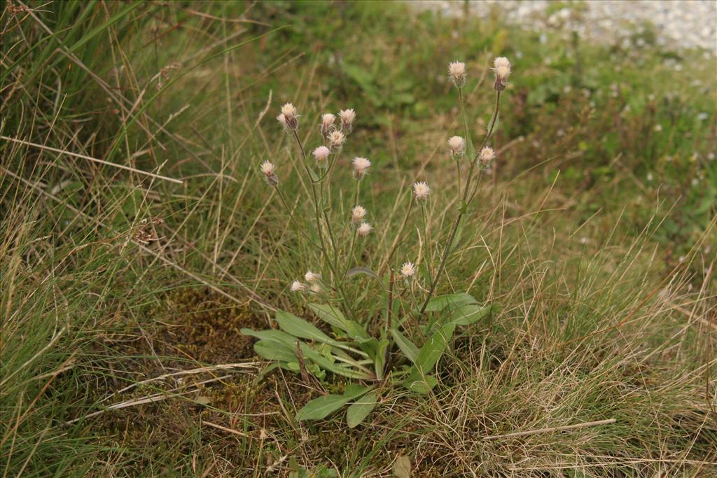 Erigeron acris (door Willem Braam)