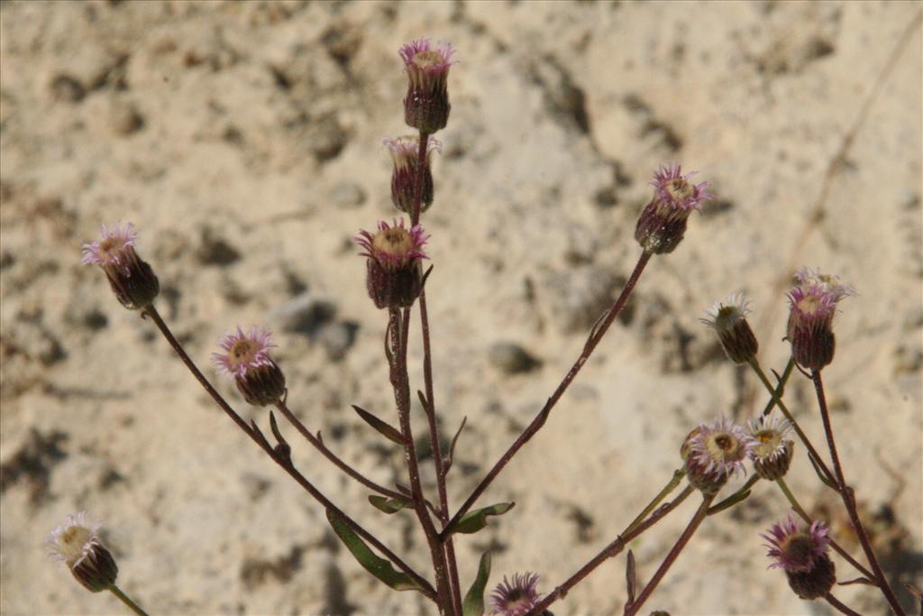 Erigeron acris (door Willem Braam)