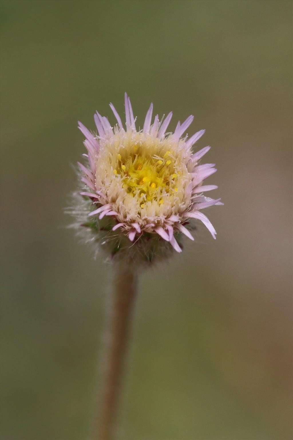 Erigeron acris (door Willem Braam)