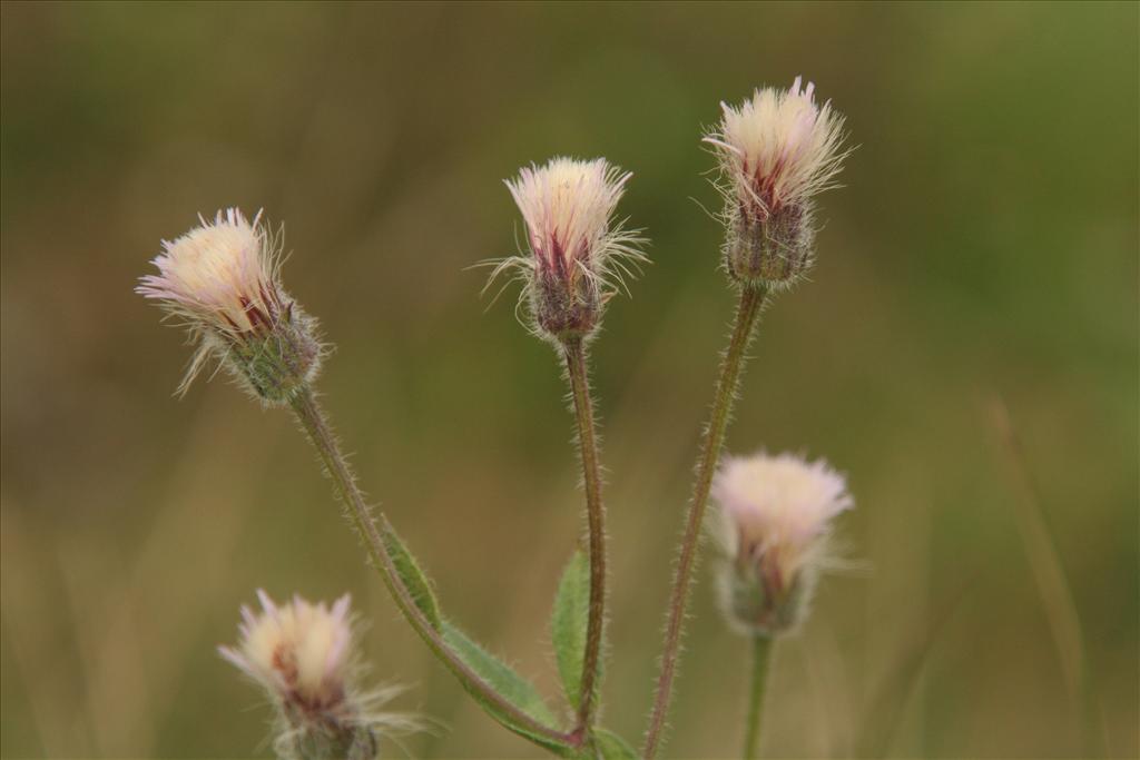 Erigeron acris (door Willem Braam)