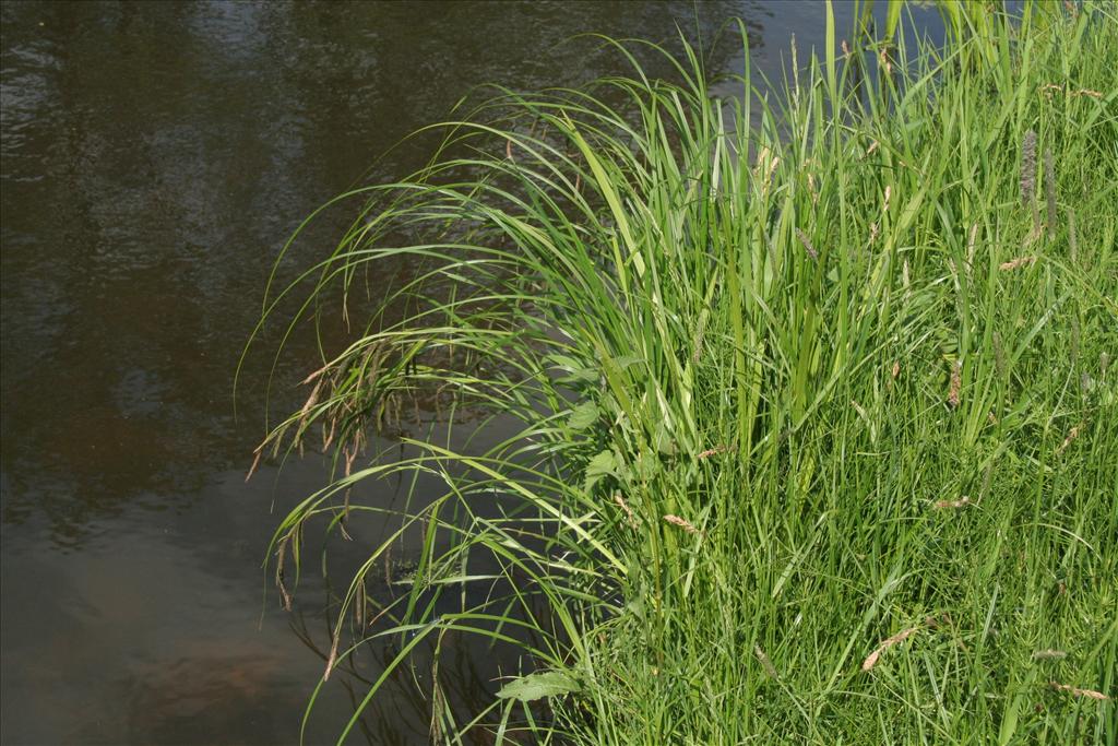 Carex acuta (door Willem Braam)