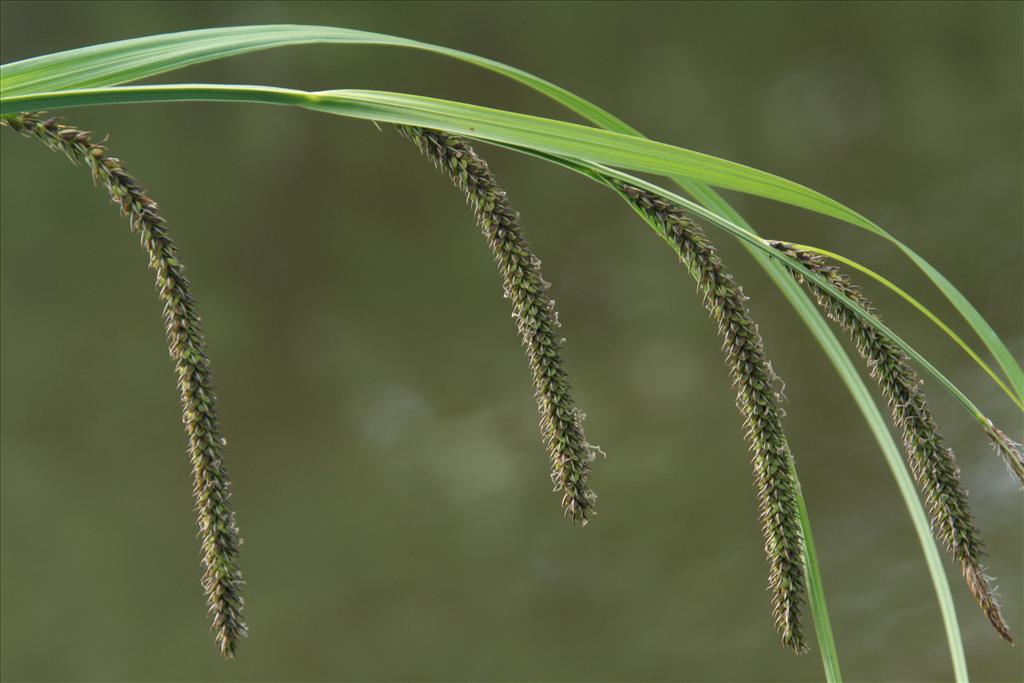 Carex acuta (door Willem Braam)