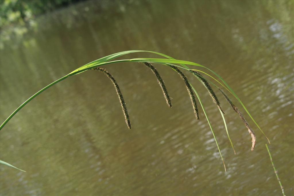 Carex acuta (door Willem Braam)