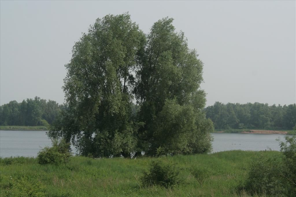 Salix alba (door Willem Braam)