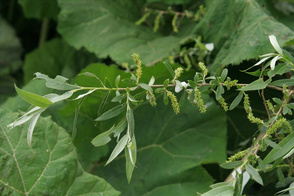 Salix alba (door Willem Braam)