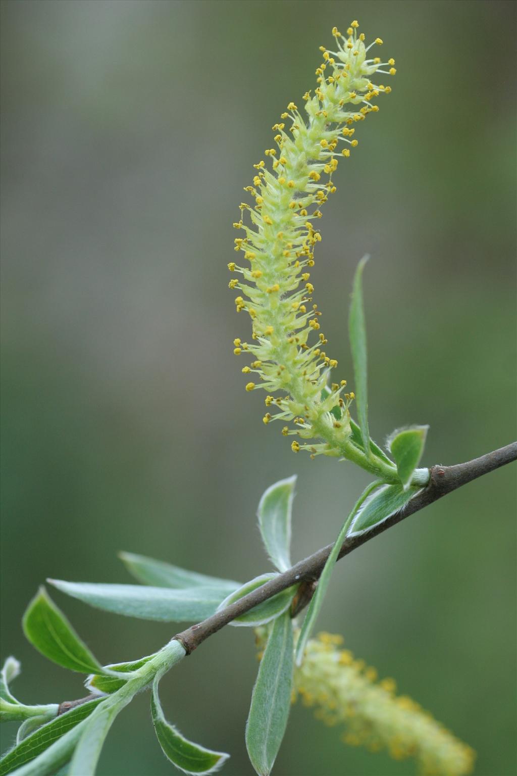 Salix alba (door Willem Braam)