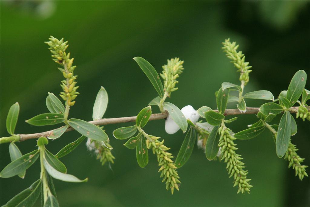 Salix alba (door Willem Braam)