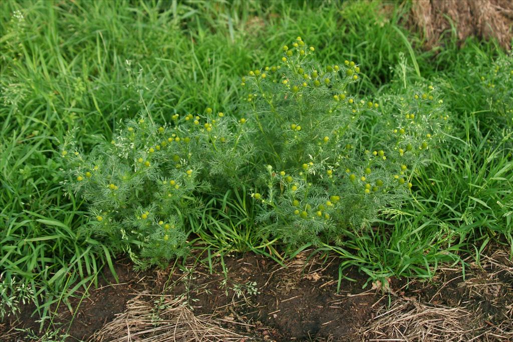 Matricaria discoidea (door Willem Braam)