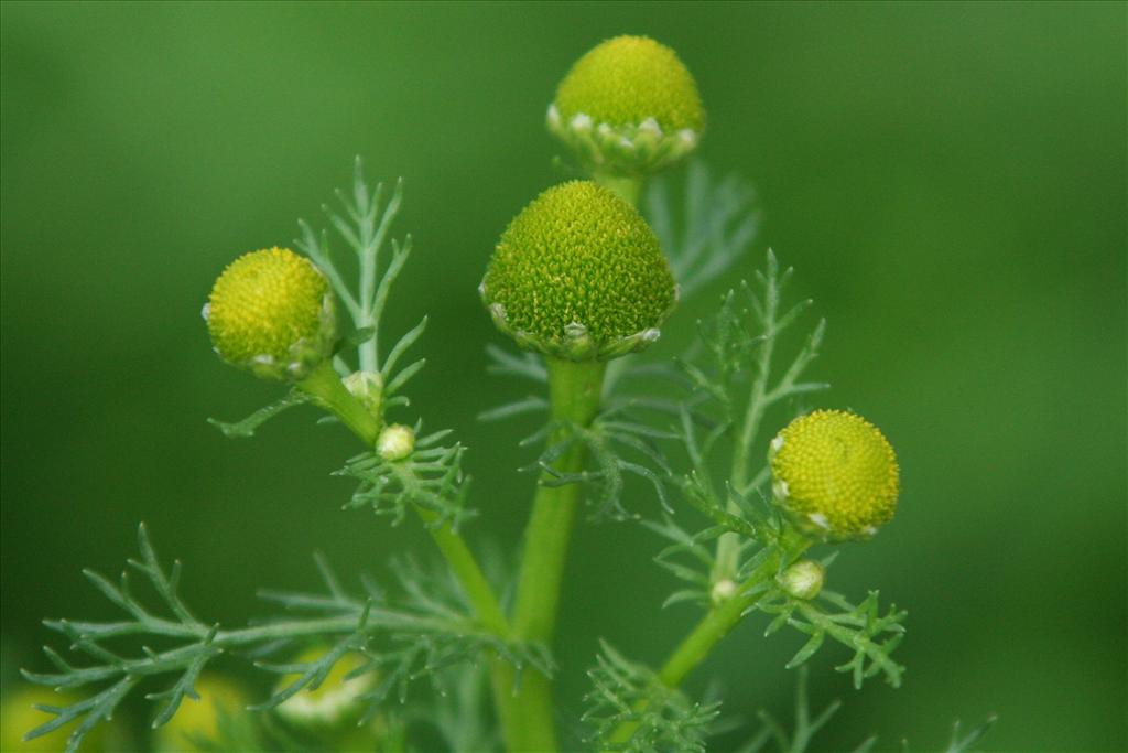 Matricaria discoidea (door Willem Braam)