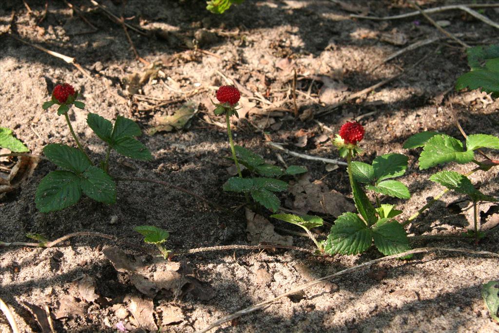 Potentilla indica (door Willem Braam)