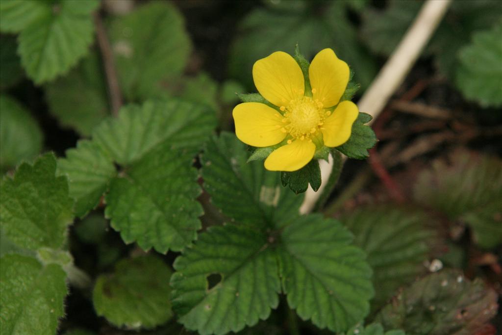 Potentilla indica (door Willem Braam)