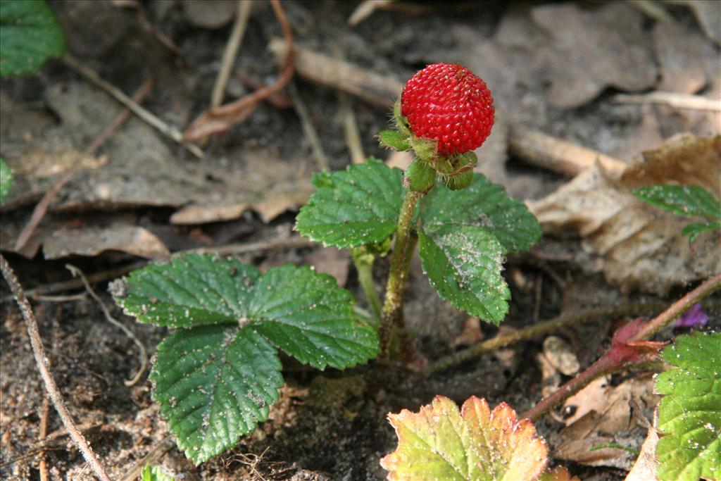 Potentilla indica (door Willem Braam)