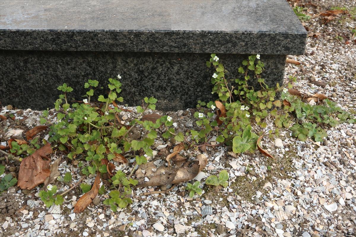 Veronica cymbalaria (door Willem Braam)