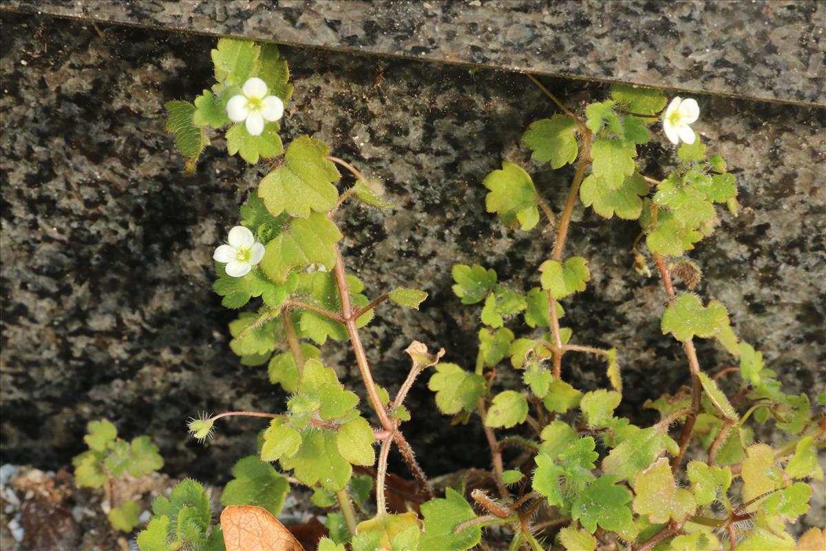 Veronica cymbalaria (door Willem Braam)