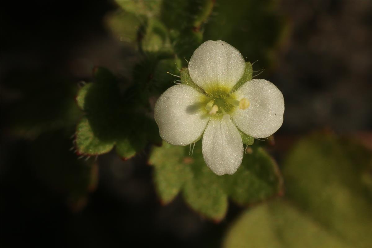 Veronica cymbalaria (door Willem Braam)