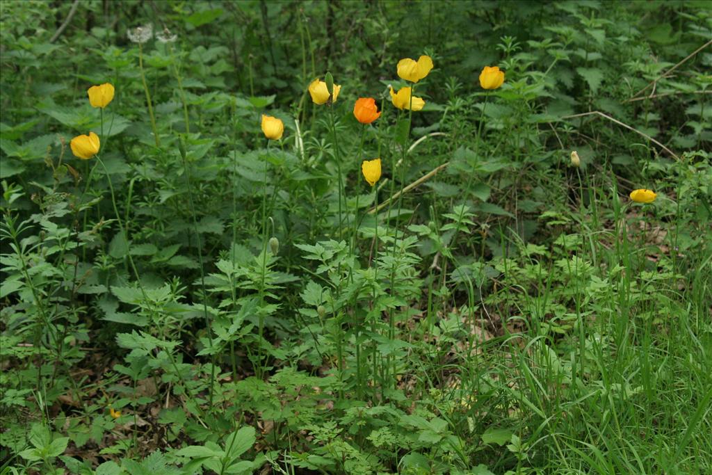 Papaver cambricum (door Willem Braam)