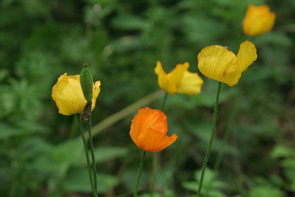 Papaver cambricum (door Willem Braam)