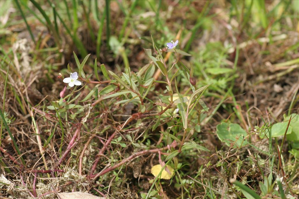 Veronica scutellata (door Willem Braam)