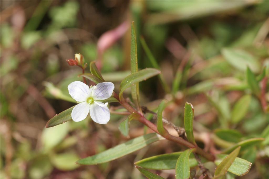 Veronica scutellata (door Willem Braam)