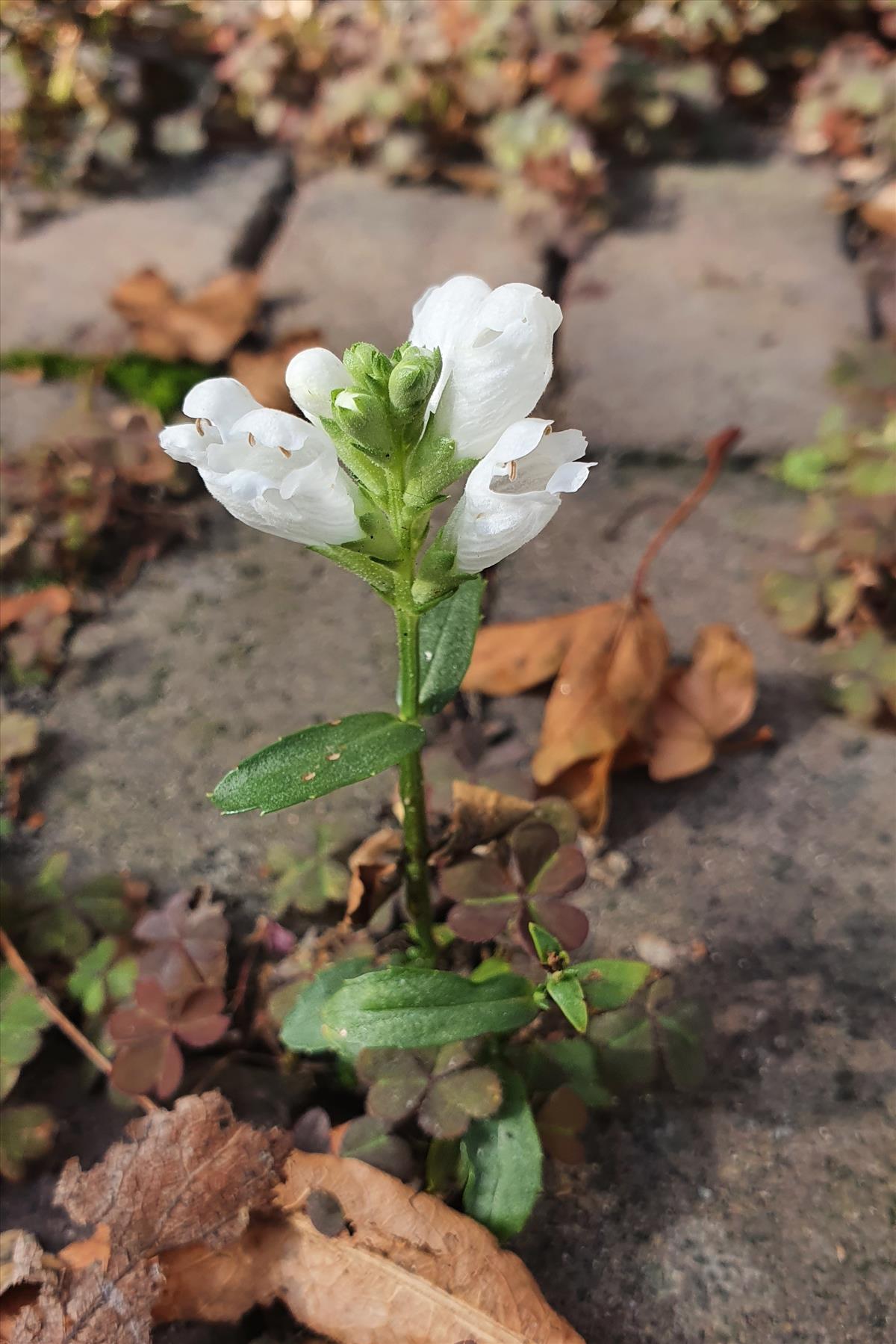 Chelone obliqua (door Willem Braam)