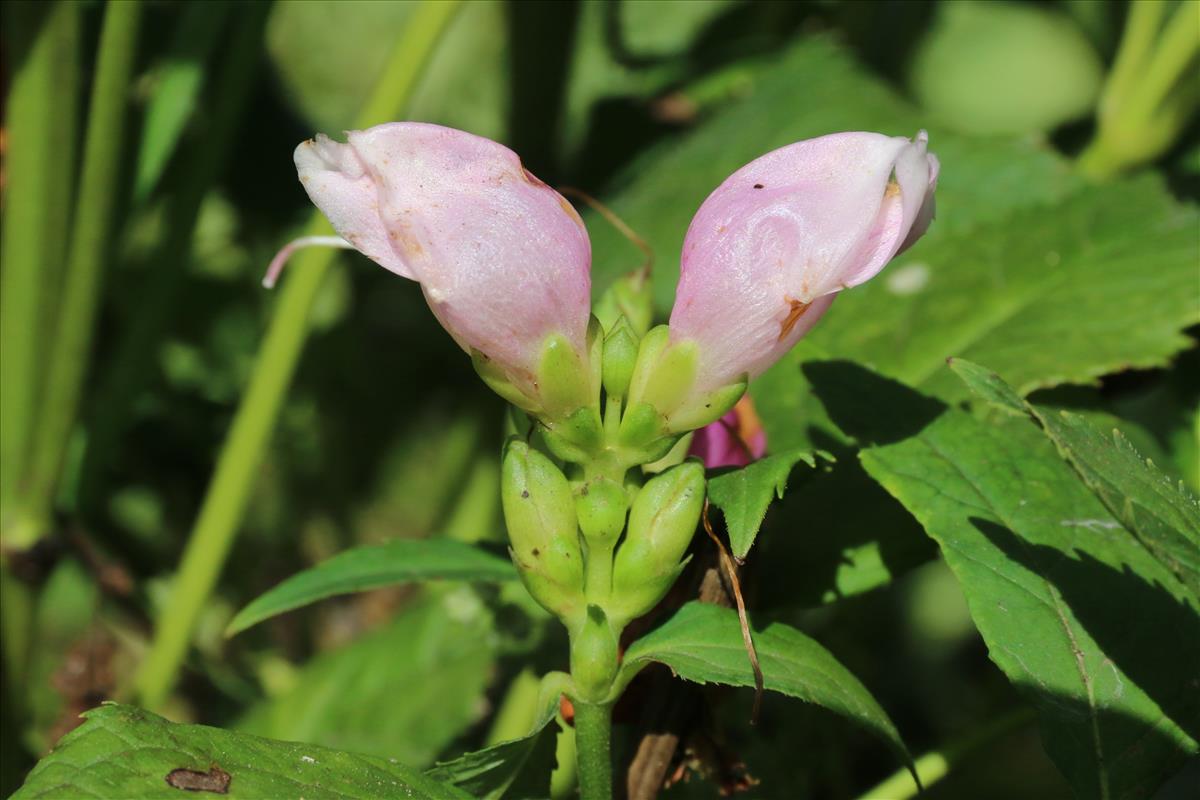 Chelone obliqua (door Willem Braam)