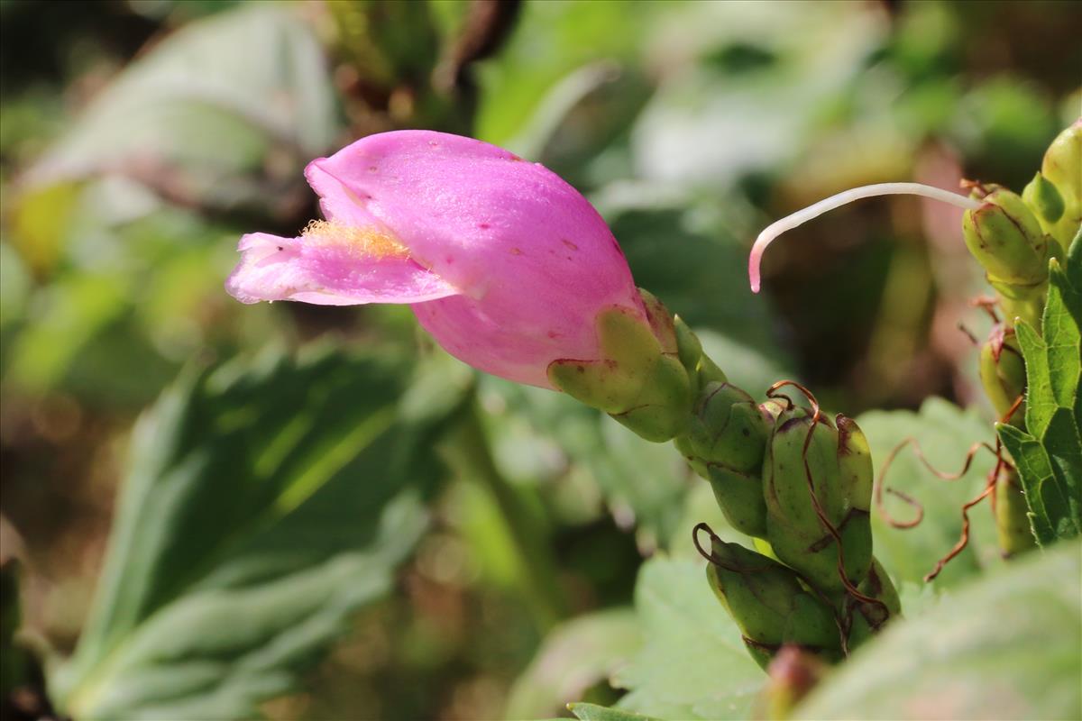 Chelone obliqua (door Willem Braam)