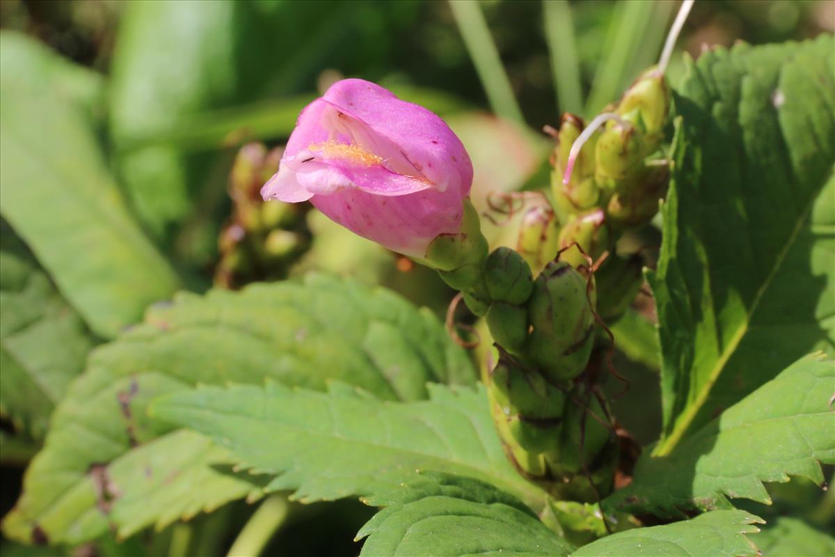 Chelone obliqua (door Willem Braam)