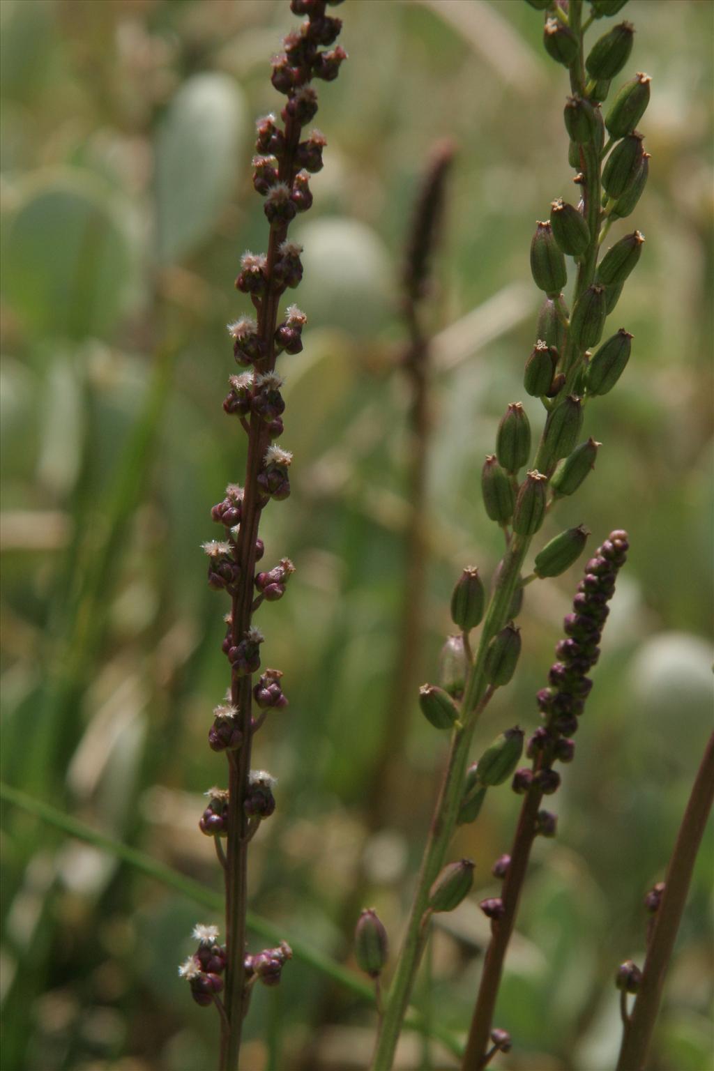 Triglochin maritima (door Willem Braam)