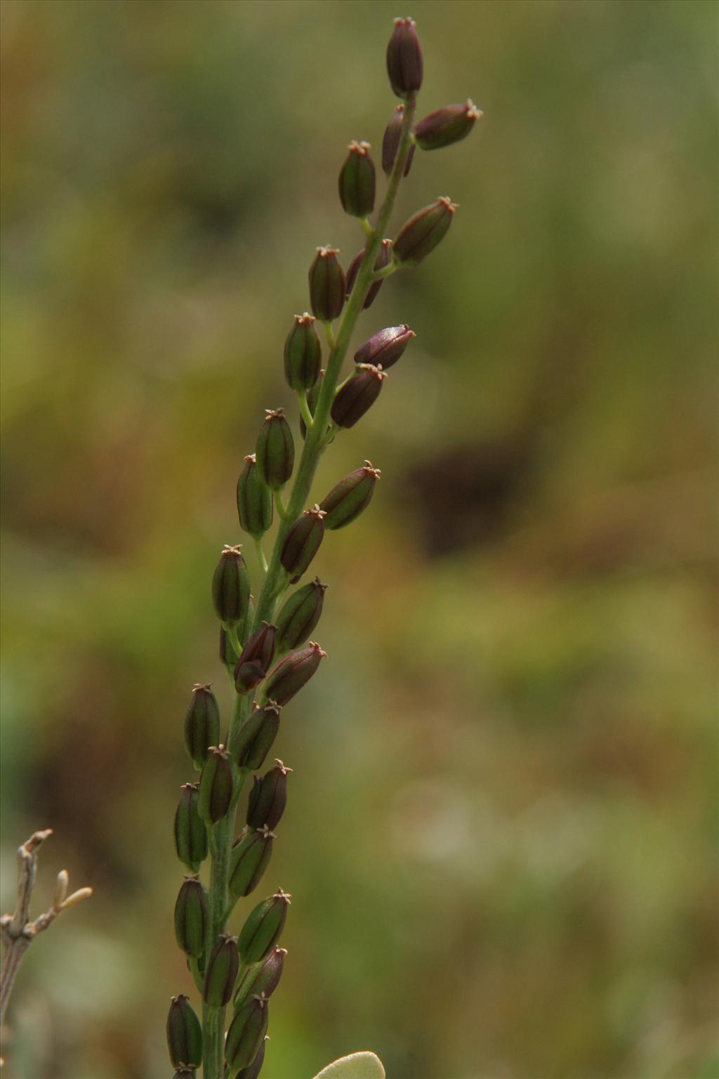 Triglochin maritima (door Willem Braam)