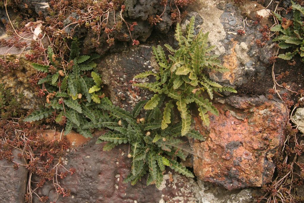 Asplenium ceterach (door Willem Braam)