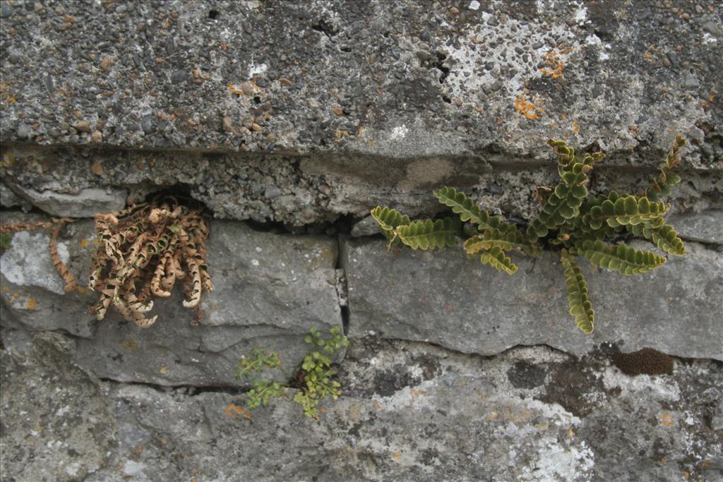 Asplenium ceterach (door Willem Braam)