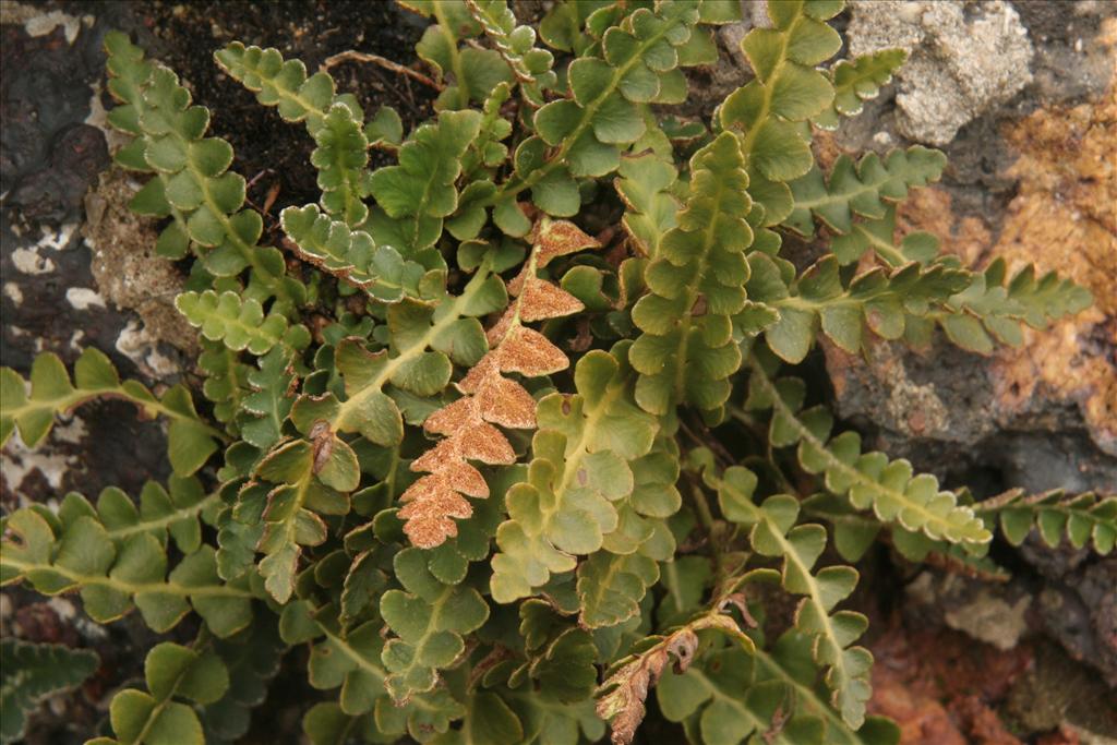 Asplenium ceterach (door Willem Braam)