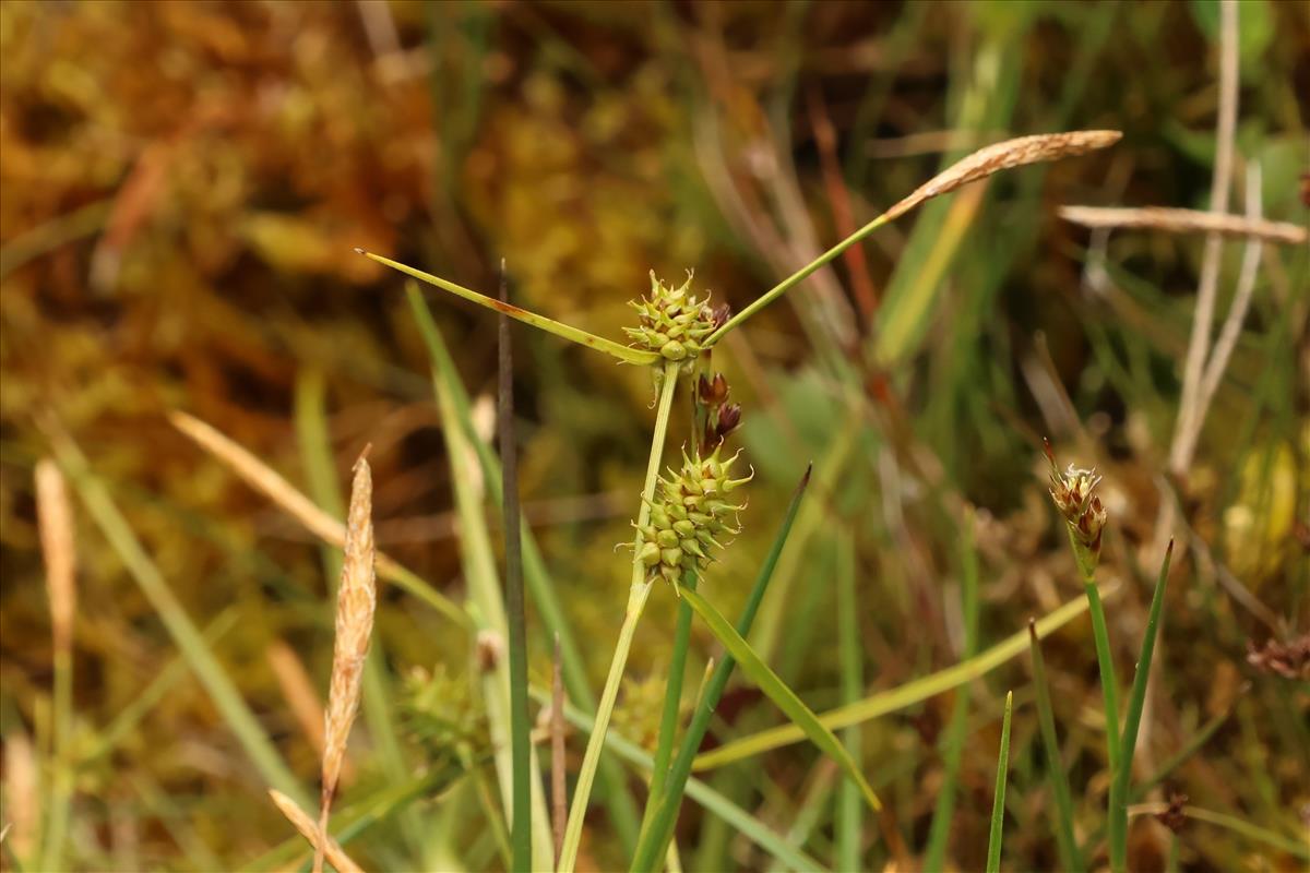 Carex lepidocarpa (door Willem Braam)