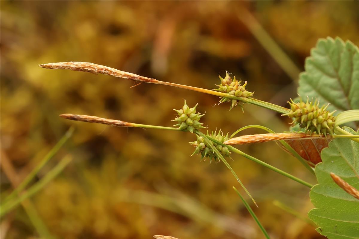 Carex lepidocarpa (door Willem Braam)