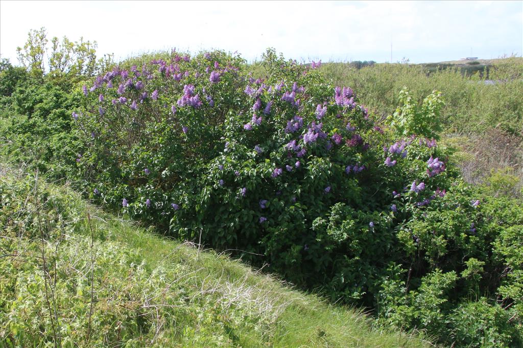 Syringa vulgaris (door Willem Braam)