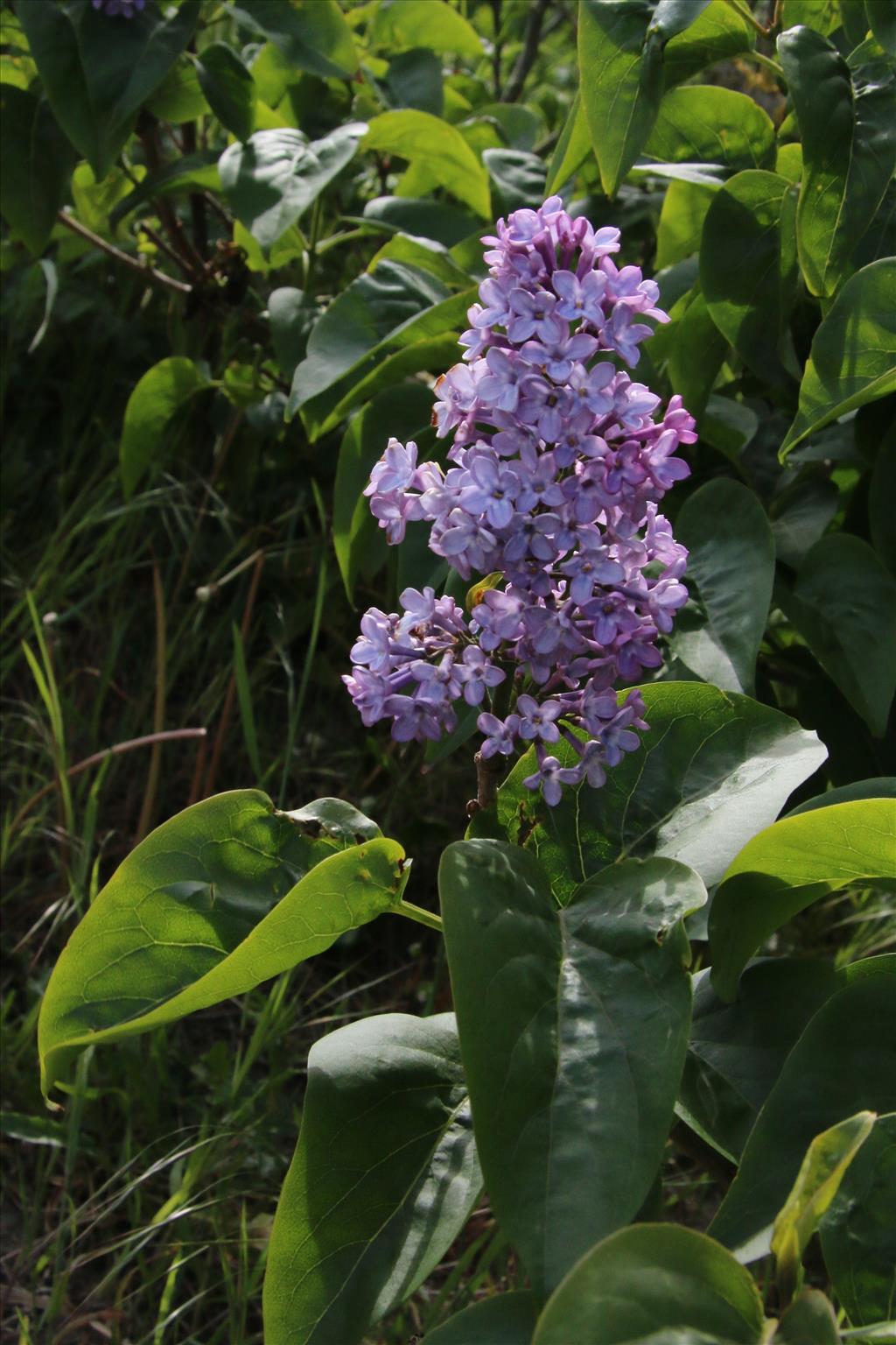 Syringa vulgaris (door Willem Braam)