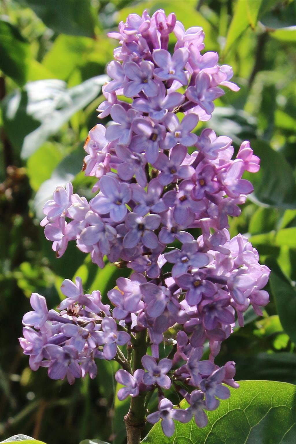 Syringa vulgaris (door Willem Braam)